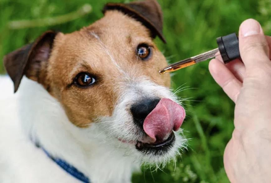 CBD Oil for Dogs