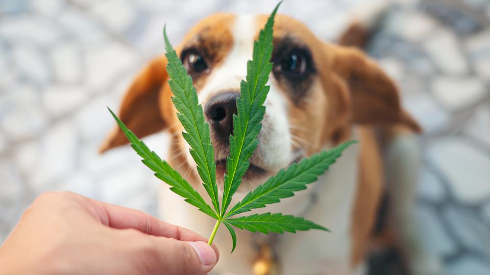 CBD Oil for Dogs