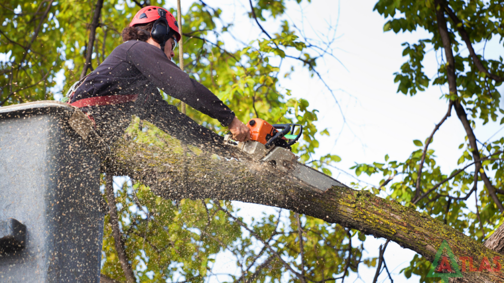 Tree Trimming Removal