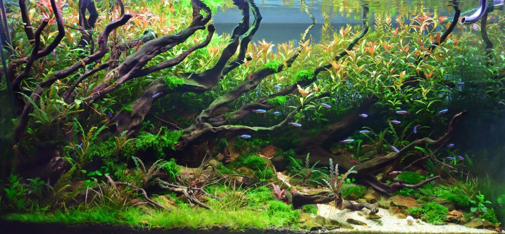 aquarium plants